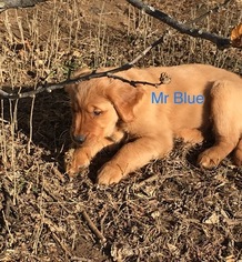 Golden Retriever Puppy for sale in EL DORADO SPRINGS, MO, USA