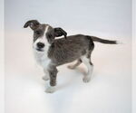 Small #1 Mutt