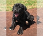 Small Photo #1 Cane Corso Puppy For Sale in LONE GROVE, OK, USA
