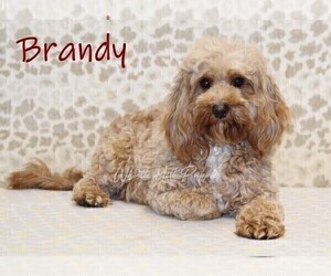 Mother of the Bernedoodle (Miniature)-Cavapoo (Miniature) Mix puppies born on 06/14/2026