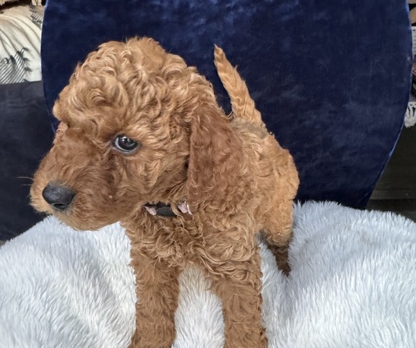 Medium Photo #2 Goldendoodle (Miniature) Puppy For Sale in SAN FERNANDO, CA, USA