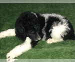 Small Photo #3 Poodle (Standard) Puppy For Sale in BELLA VISTA, AR, USA