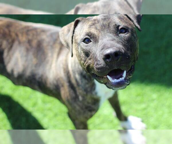 Medium Photo #1 American Staffordshire Terrier-Unknown Mix Puppy For Sale in Grand Prairie, TX, USA