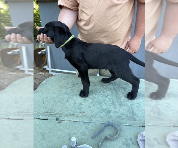 Medium Photo #2 Labrador Retriever Puppy For Sale in GRANITE FALLS, NC, USA