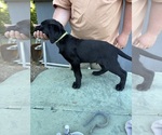 Small #1 Labrador Retriever