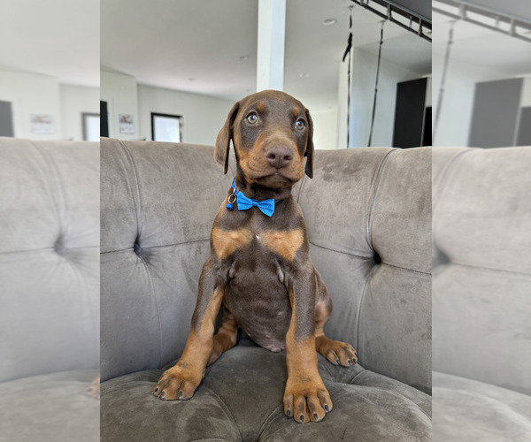 Medium Photo #22 Doberman Pinscher Puppy For Sale in PUYALLUP, WA, USA