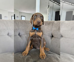 Small Photo #22 Doberman Pinscher Puppy For Sale in PUYALLUP, WA, USA