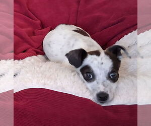 Rat-Cha Dogs for adoption in Melrose, FL, USA