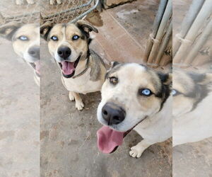 Reese - Female Siberian Husky-Unknown Mix Dog for Adoption - Photo #4