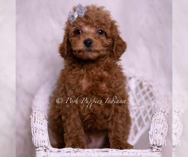 Medium Photo #36 Maltipoo (Miniature) Puppy For Sale in WARSAW, IN, USA