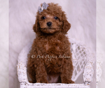 Small Photo #36 Maltipoo (Miniature) Puppy For Sale in WARSAW, IN, USA