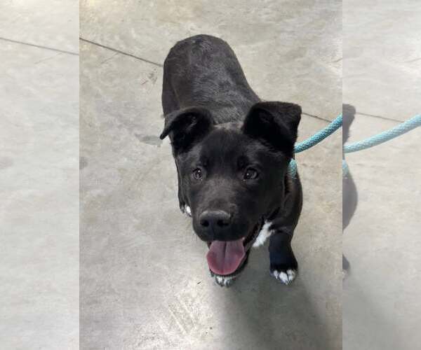 Medium Photo #3 Mutt Puppy For Sale in Minneapolis, MN, USA