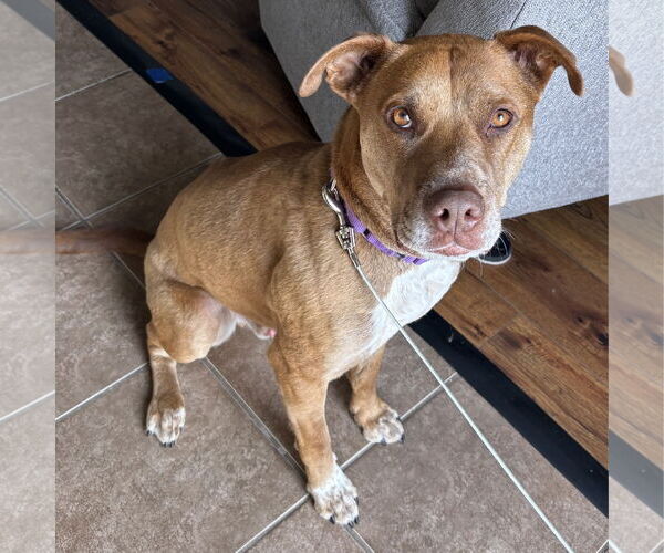 Medium Photo #2 American Pit Bull Terrier-Labrador Retriever Mix Puppy For Sale in Fargo, ND, USA