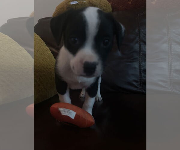 Medium Photo #4 Mutt Puppy For Sale in The Woodlands, TX, USA