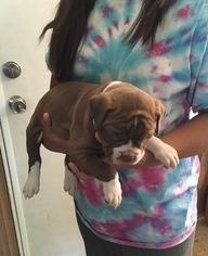 Alapaha Blue Blood Bulldog Puppy for sale in HARDIN, MT, USA