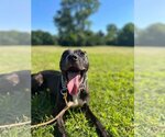 Small #10 American Pit Bull Terrier Mix