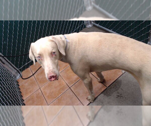 Medium Photo #1 Doberman Pinscher Puppy For Sale in Downey, CA, USA