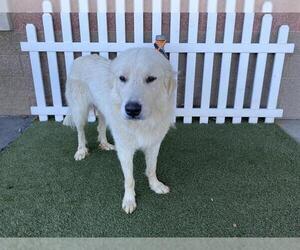 Great Pyrenees Dogs for adoption in Modesto, CA, USA