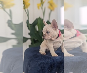 French Bulldog Puppy for sale in GOSHEN, IN, USA