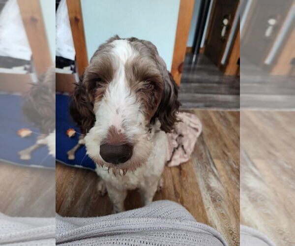 Medium Photo #1 Poodle (Standard)-Unknown Mix Puppy For Sale in Springdale, PA, USA