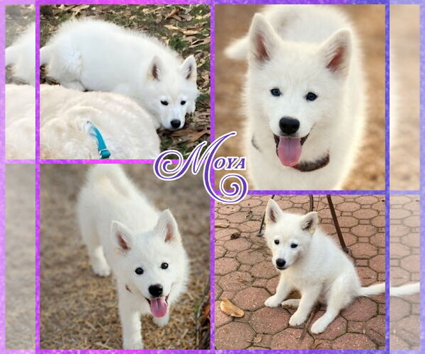 Medium Photo #1 Samoyed Puppy For Sale in Blacksburg, SC, USA