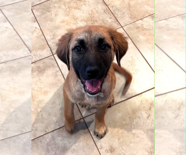 Medium Photo #3 Mutt Puppy For Sale in MECHANICSBURG, PA, USA