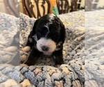 Puppy Peony Bernedoodle (Miniature) (+ Poodle Miniature)