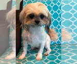 Small #3 Shih Tzu Mix