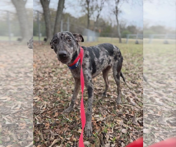 Medium Photo #5 Catahoula Leopard Dog-Unknown Mix Puppy For Sale in Woodbury, NY, USA