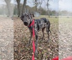 Small #4 Catahoula Leopard Dog Mix