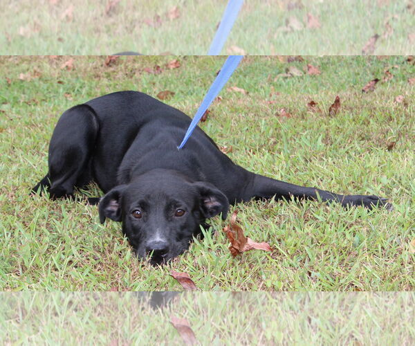 Medium Photo #2 Mutt Puppy For Sale in Prattville, AL, USA