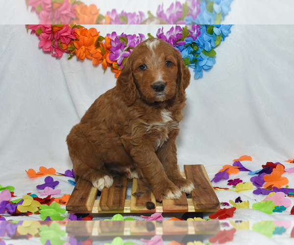 Medium Photo #2 Goldendoodle Puppy For Sale in PRESCOTT VALLEY, AZ, USA