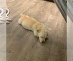 Small #3 Labrador Retriever Mix
