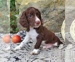 Puppy Diego English Springer Spaniel