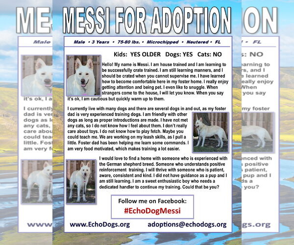 Medium Photo #2 - Mix Puppy For Sale in Hoffman Estates, IL, USA