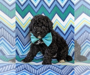 Bichpoo Puppy for sale in LINCOLN UNIV, PA, USA