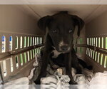 Small Labrador Retriever Mix