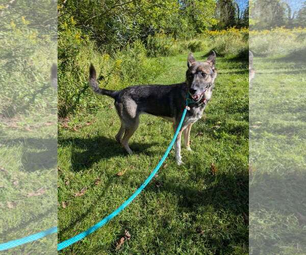 Medium Photo #2 German Shorthaired Pointer Puppy For Sale in Mechanicsburg, PA, USA