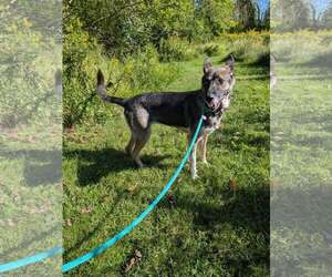 Rainy - Female German Shorthaired Pointer Dog for Adoption - Photo #2