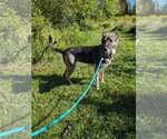 Small Photo #2 German Shorthaired Pointer Puppy For Sale in Mechanicsburg, PA, USA