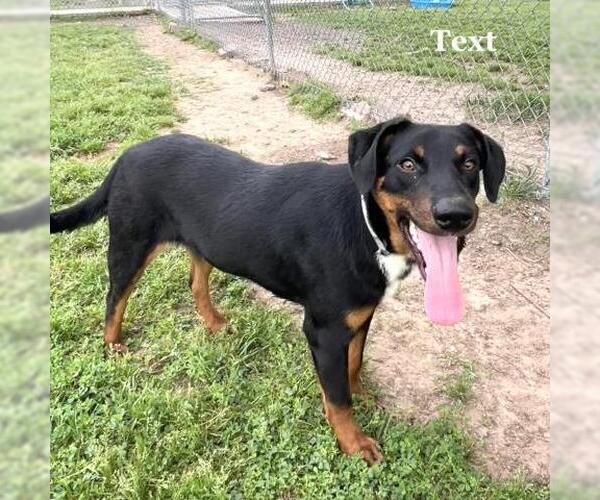Medium Photo #2 Black Mouth Cur-Doberman Pinscher Mix Puppy For Sale in Conroe, TX, USA