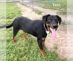 Small #1 Black Mouth Cur-Doberman Pinscher Mix