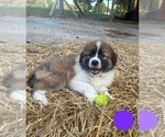 Small Photo #22 Australian Shepherd-Great Pyrenees Mix Puppy For Sale in LUCAMA, NC, USA