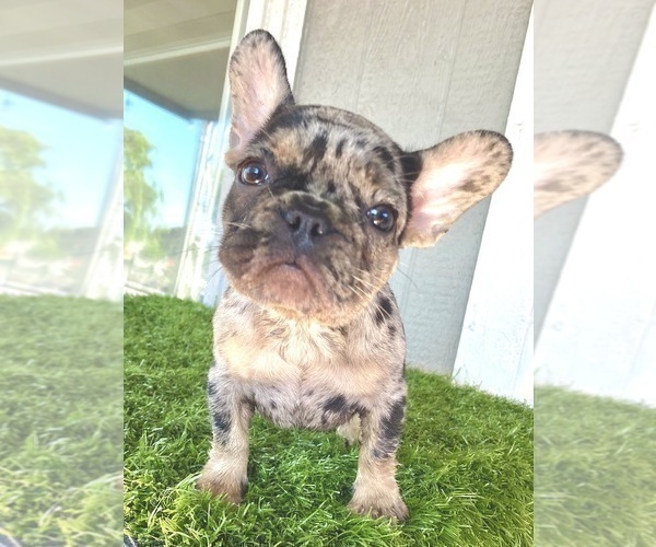 Medium Photo #15 French Bulldog Puppy For Sale in ENGLEWOOD, CO, USA
