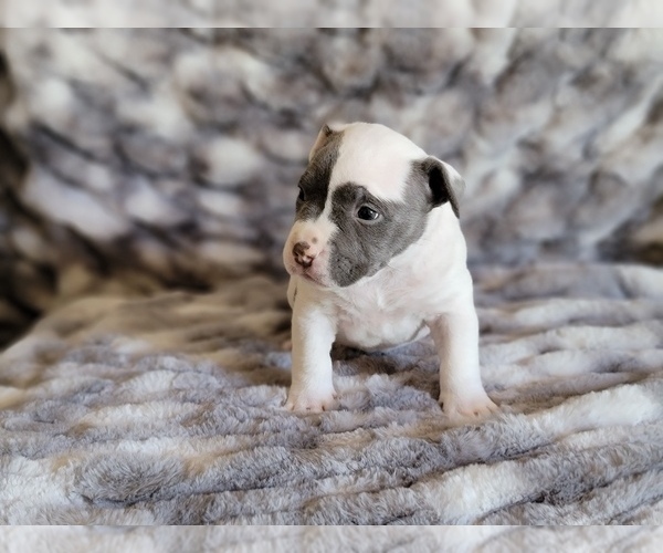 Medium Photo #3 American Bully Puppy For Sale in TEMECULA, CA, USA