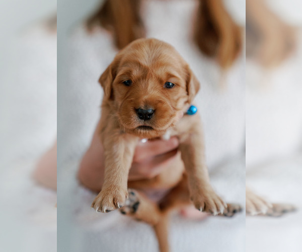 Medium Photo #14 Golden Retriever Puppy For Sale in REDDING, CA, USA