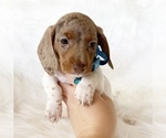 Small #2 Dachshund