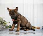 Small #4 German Shepherd Dog