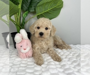 Poodle (Toy) Puppy for sale in FRANKLIN, IN, USA