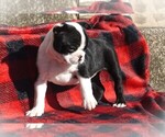 Small Photo #3 Boston Terrier Puppy For Sale in LUBLIN, WI, USA